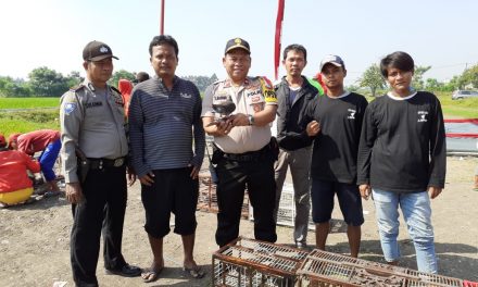 Lomba Burung Merpati Piala Kapolsek Neglasari, Turut Serta Sukseskan Pemilu 2019