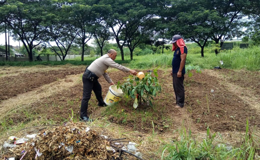 Aiptu Supriyadi Peduli Lingkungan Dengan Merawat Pohon Penghijauan