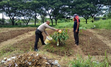 Aiptu Supriyadi Peduli Lingkungan Dengan Merawat Pohon Penghijauan