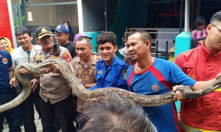 Warga Temukan Ular jenis Piton, Pihak Kepolisian dan Unit Dankar Kota Tangerang melakukan evakuasi tangkap ular sepanjang 4 Meter