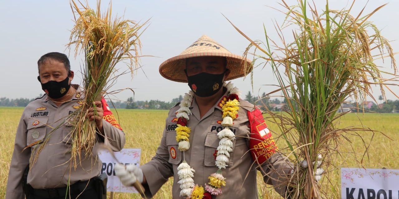 Jaga Ketahanan Pangan, Polrestro Tangerang Kota Panen Raya di Sepatan Timur