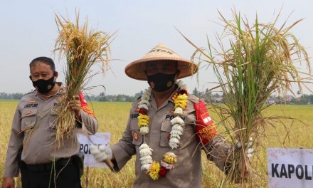 Jaga Ketahanan Pangan, Polrestro Tangerang Kota Panen Raya di Sepatan Timur