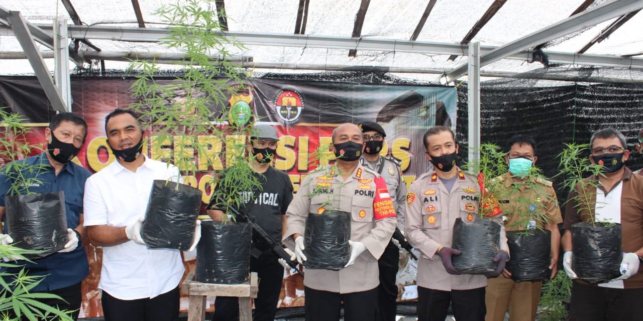 Polisi Berhasil Ungkap Pemuda Kakak Beradik Tanam Pohon Ganja di Atas Rumahnya