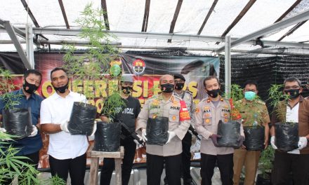 Polisi Berhasil Ungkap Pemuda Kakak Beradik Tanam Pohon Ganja di Atas Rumahnya